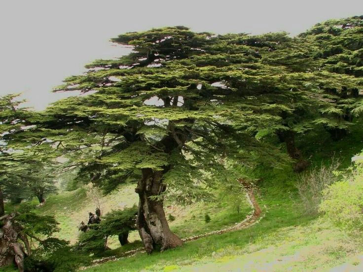 Cedars